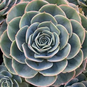 Meet your Posher, Meredith